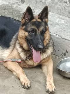 German Shepherd breeder female