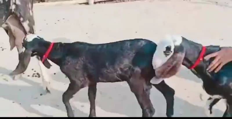 do bacchon wale desi bakri for sale call on 03257856016 1