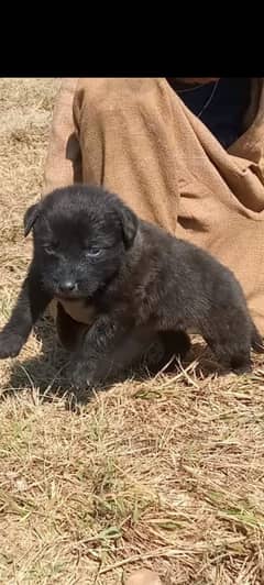 Black Shepherd Double  coat puppy / German Shepherd puppy for sale