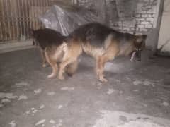 breeder Female GSD for sale