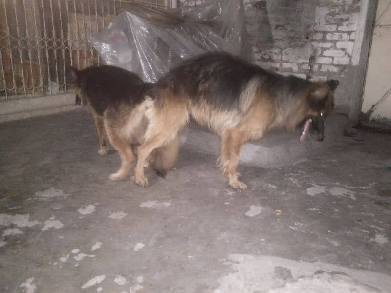 breeder Female GSD for sale 0