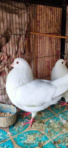 Fancy King Pigeon Pair/Breeding Pair King Pigeon