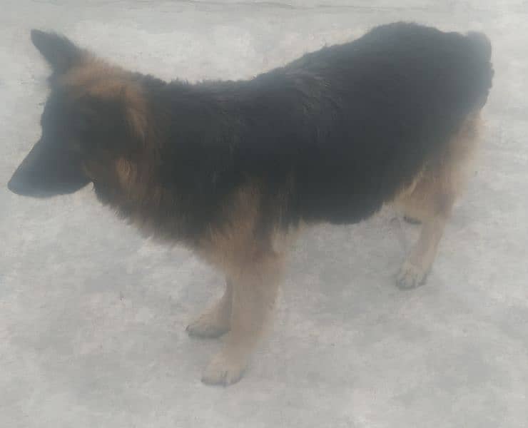 breeder Female GSD for sale 1