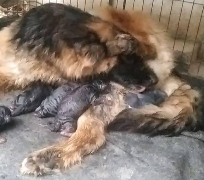 breeder Female GSD for sale 2