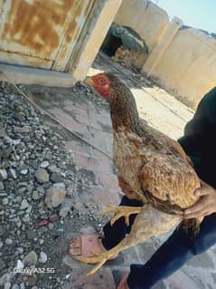 Aseel miawali hen for breeding