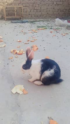 female rabbit for sale