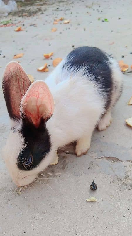 female rabbit for sale 2