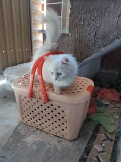 Persian white colour cat in blue eyes