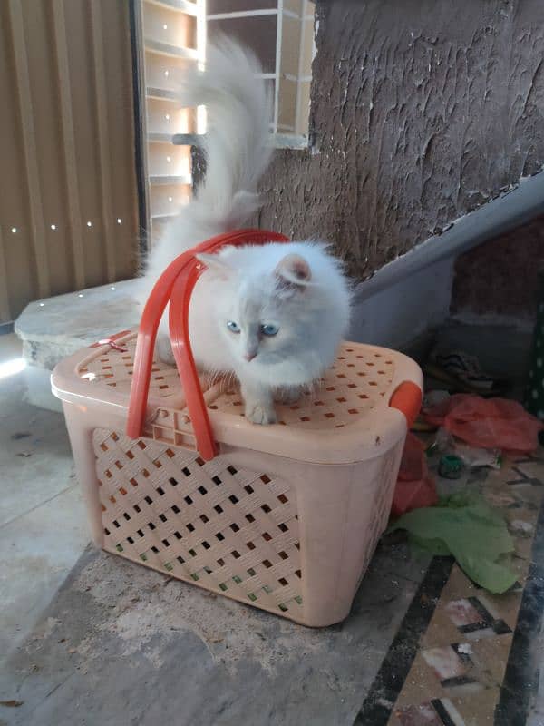 Persian white colour cat in blue eyes 0