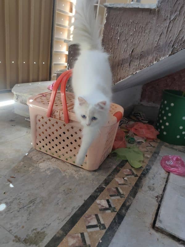 Persian white colour cat in blue eyes 1