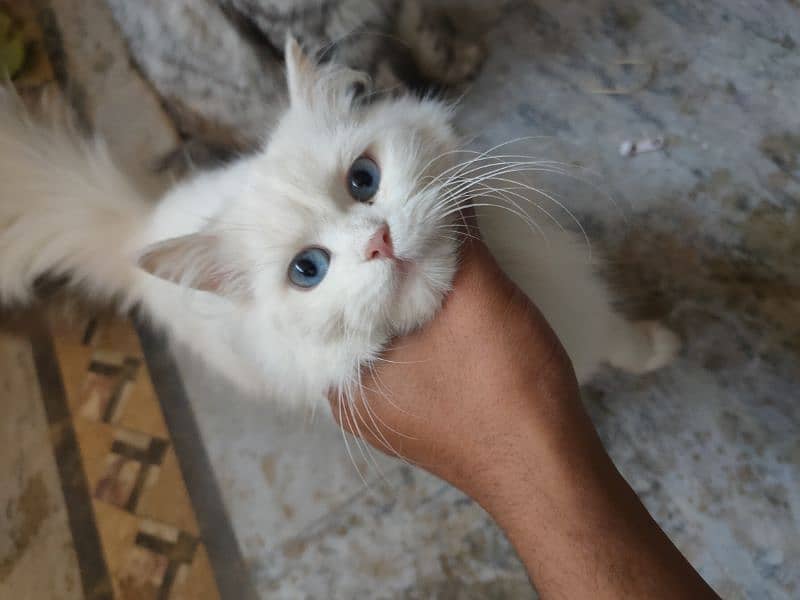 Persian white colour cat in blue eyes 2