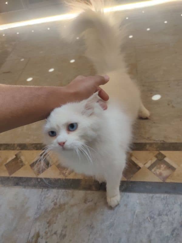 Persian white colour cat in blue eyes 3