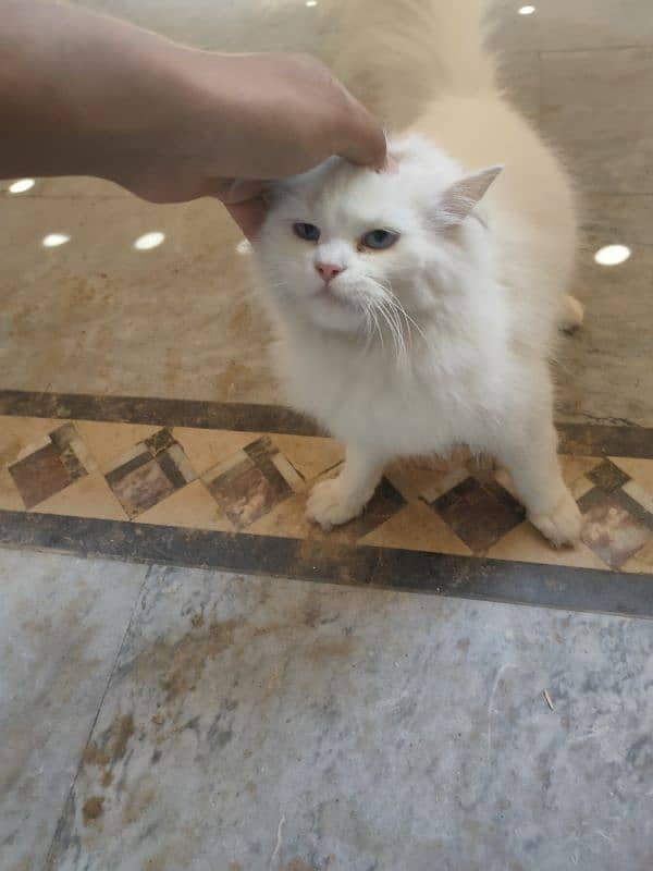 Persian white colour cat in blue eyes 4