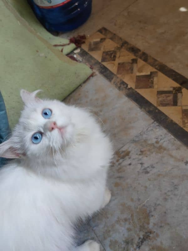 Persian white colour cat in blue eyes 6