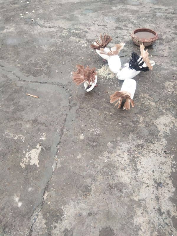 laka pigeon for sale 1