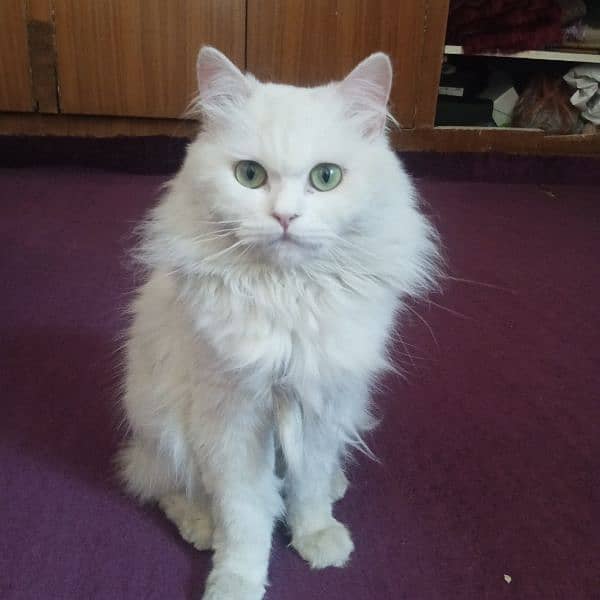 Persian cat 0