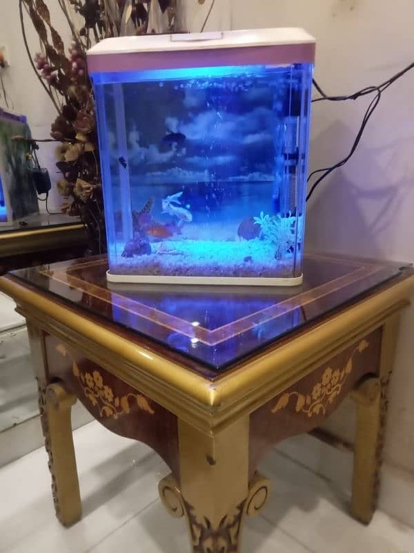 Fish Tank 1