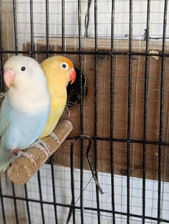 high quality love birds pair available