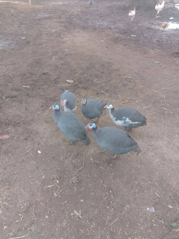 titriyan rebits ducks for sale argent 03436070736 Whatsapp 1