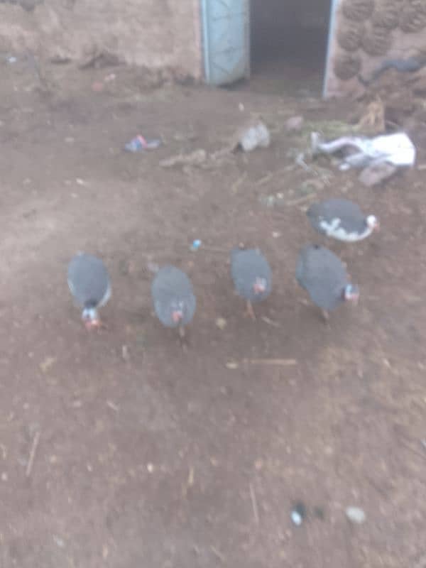 titriyan rebits ducks for sale argent 03436070736 Whatsapp 4