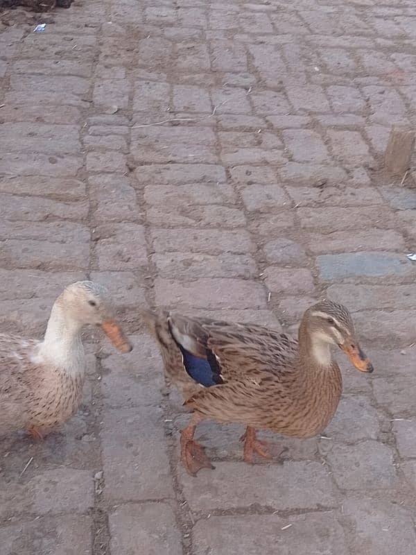 titriyan rebits ducks for sale argent 03436070736 Whatsapp 5