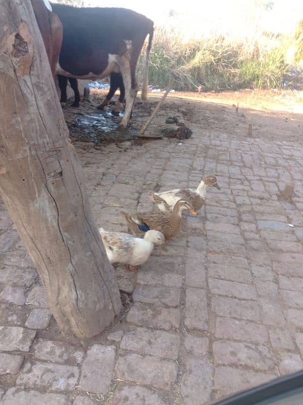 titriyan rebits ducks for sale argent 03436070736 Whatsapp 6