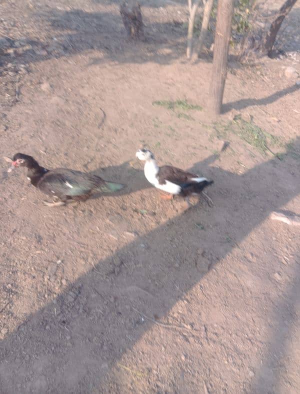 titriyan rebits ducks for sale argent 03436070736 Whatsapp 9