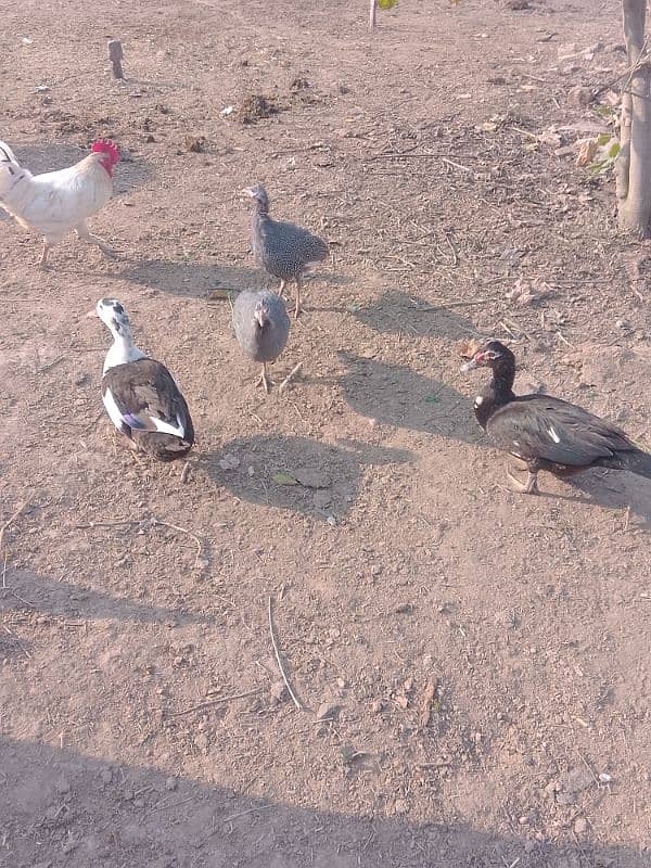 titriyan rebits ducks for sale argent 03436070736 Whatsapp 11