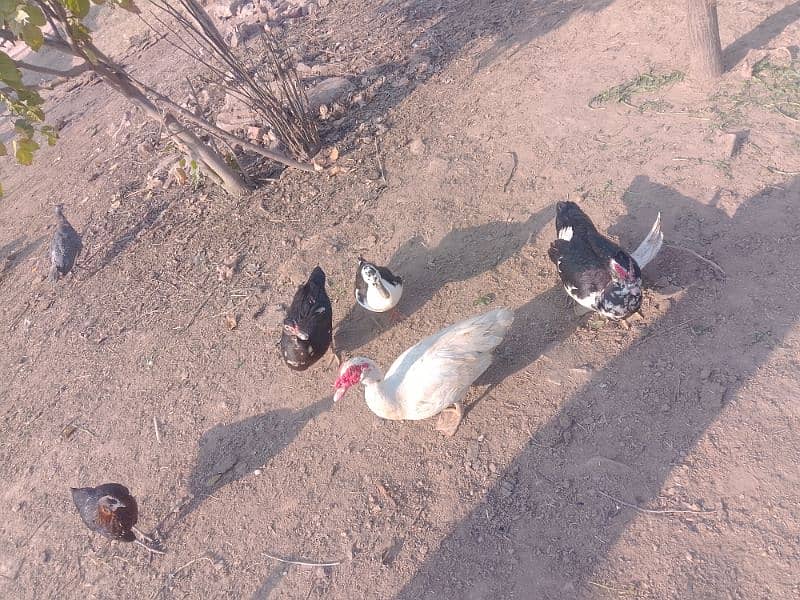 titriyan rebits ducks for sale argent 03436070736 Whatsapp 14