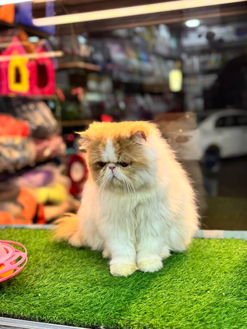 Piki Face | Stud Male | Peki | Peke | Stud | matting| Persian | 3