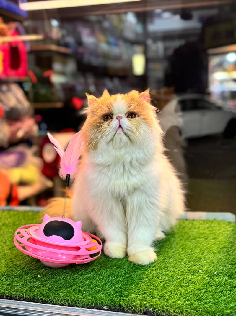 Piki Face | Stud Male | Peki | Peke | Stud | matting| Persian | 6