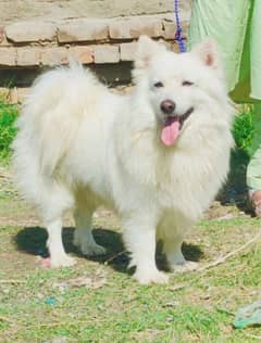 Pure Russian Male Age 10 month for Sale full Security Dog All Pakistan