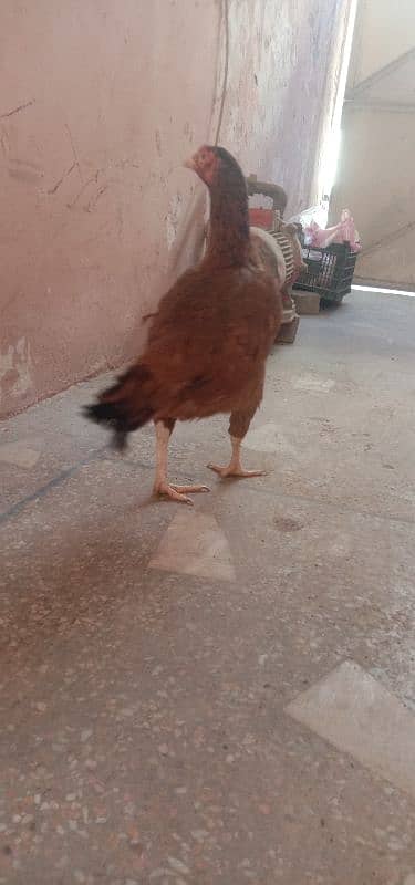 mianwali aseel hen  egg laying 2