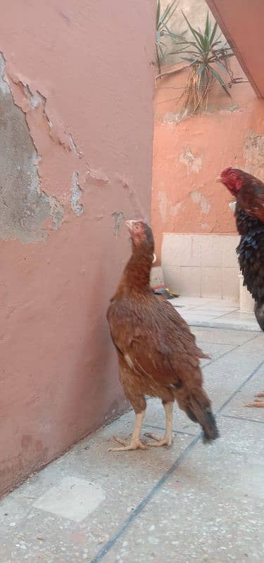 mianwali aseel hen  egg laying 3