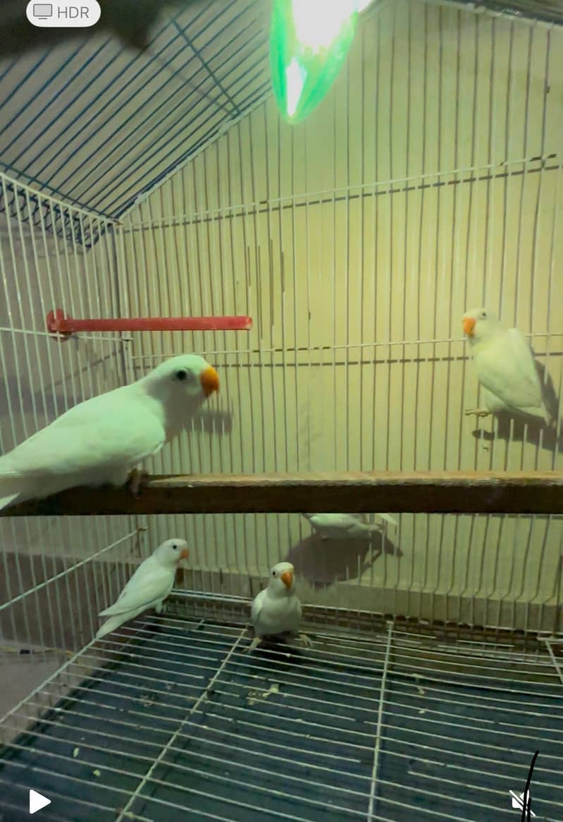 Albino split, Parblue, Decino available 0