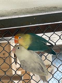 Lovebird Breeder Pairs