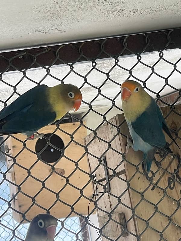 Lovebird Breeder Pairs 1