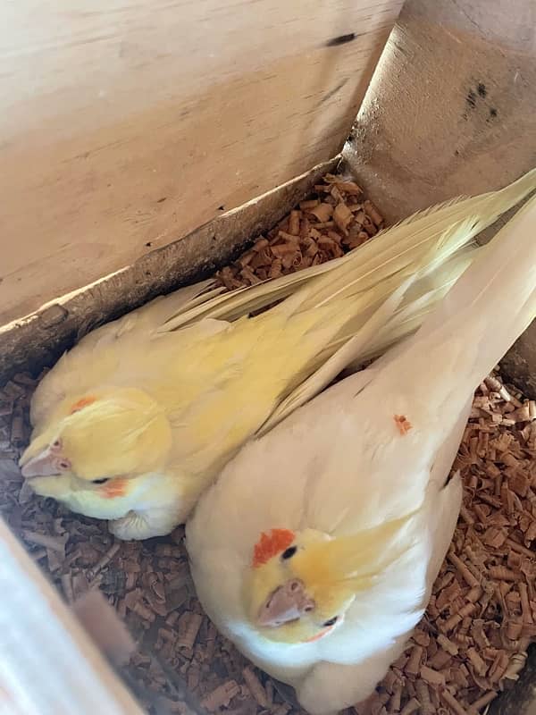 Lovebird Breeder Pairs 4