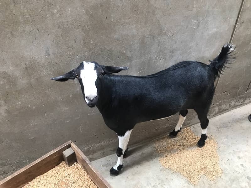 khassi Tapra bakra 0