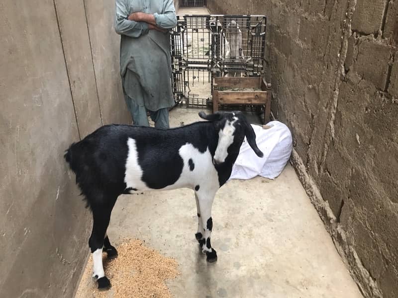 khassi Tapra bakra 4