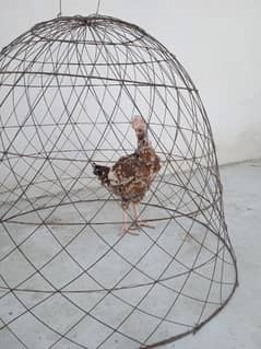 cage and aseel hen available