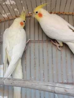 cockatiel parrots common white red eyes breedar pair