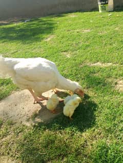 Heera female for sale with chicks