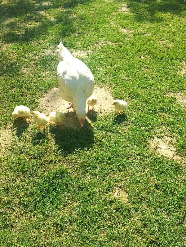 Heera female for sale with chicks 1