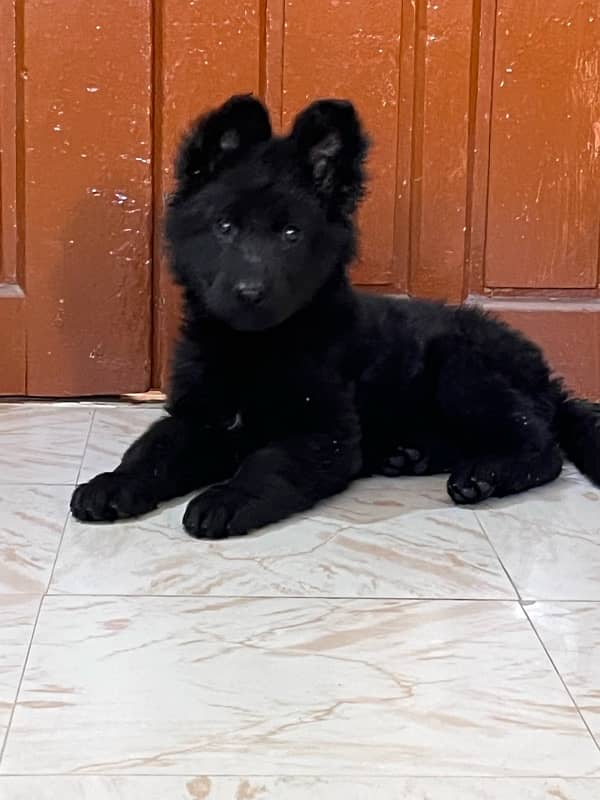 Black German Shepherd 1