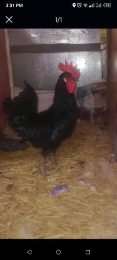 australop hen