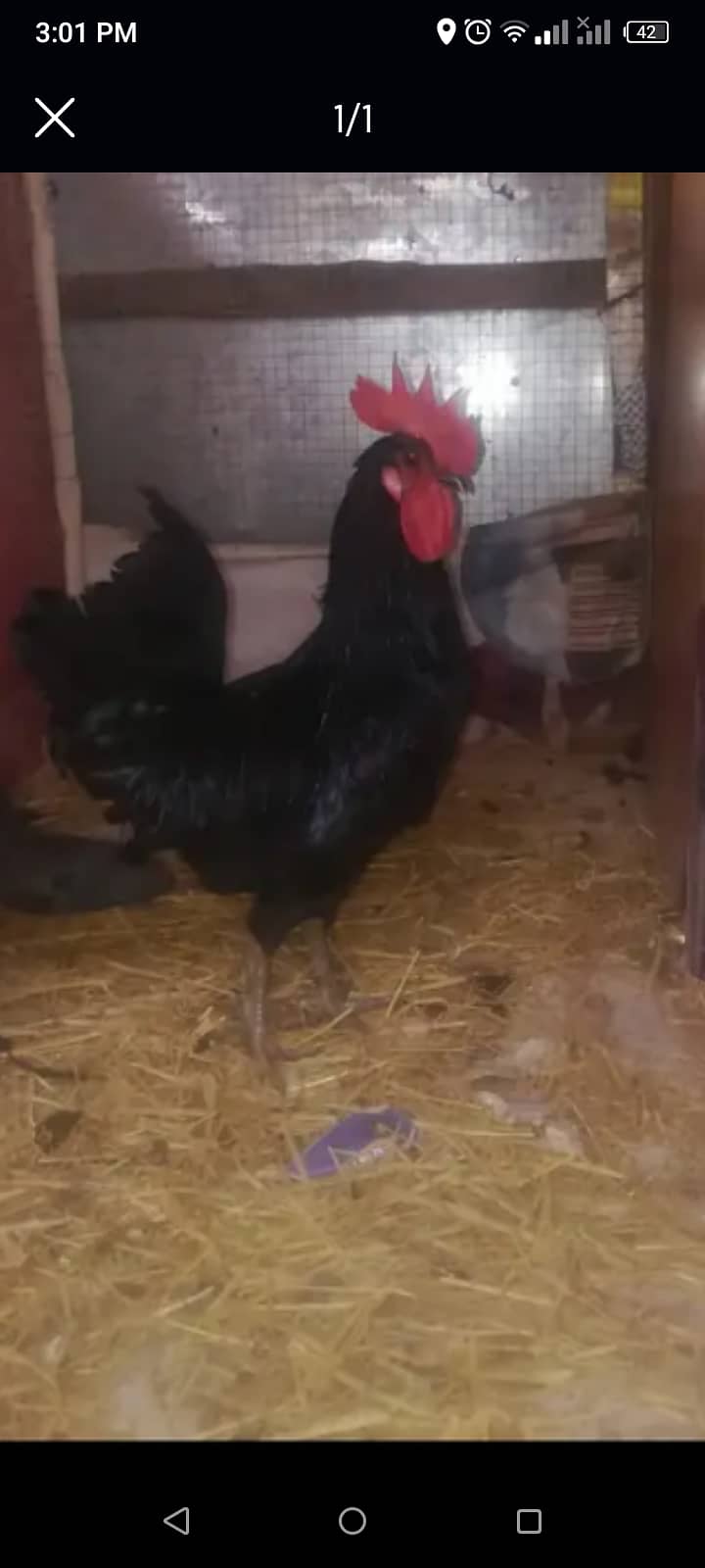 australop hen 0