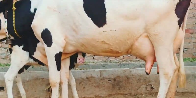 "Premium Desi Cow for Sale Call me 0343,,30,,66,,498 5