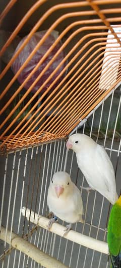 white love bird pair