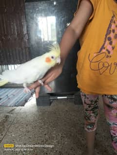 Hand Tame Cockatiel Parrot